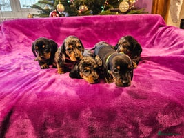 Miniature Dachshund dogs Dapple Piebald Miniature Dachshund Puppies - Advert 12