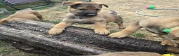 Mixed Breed dogs for sale: Belgium shepherd puppies  - Advert 18