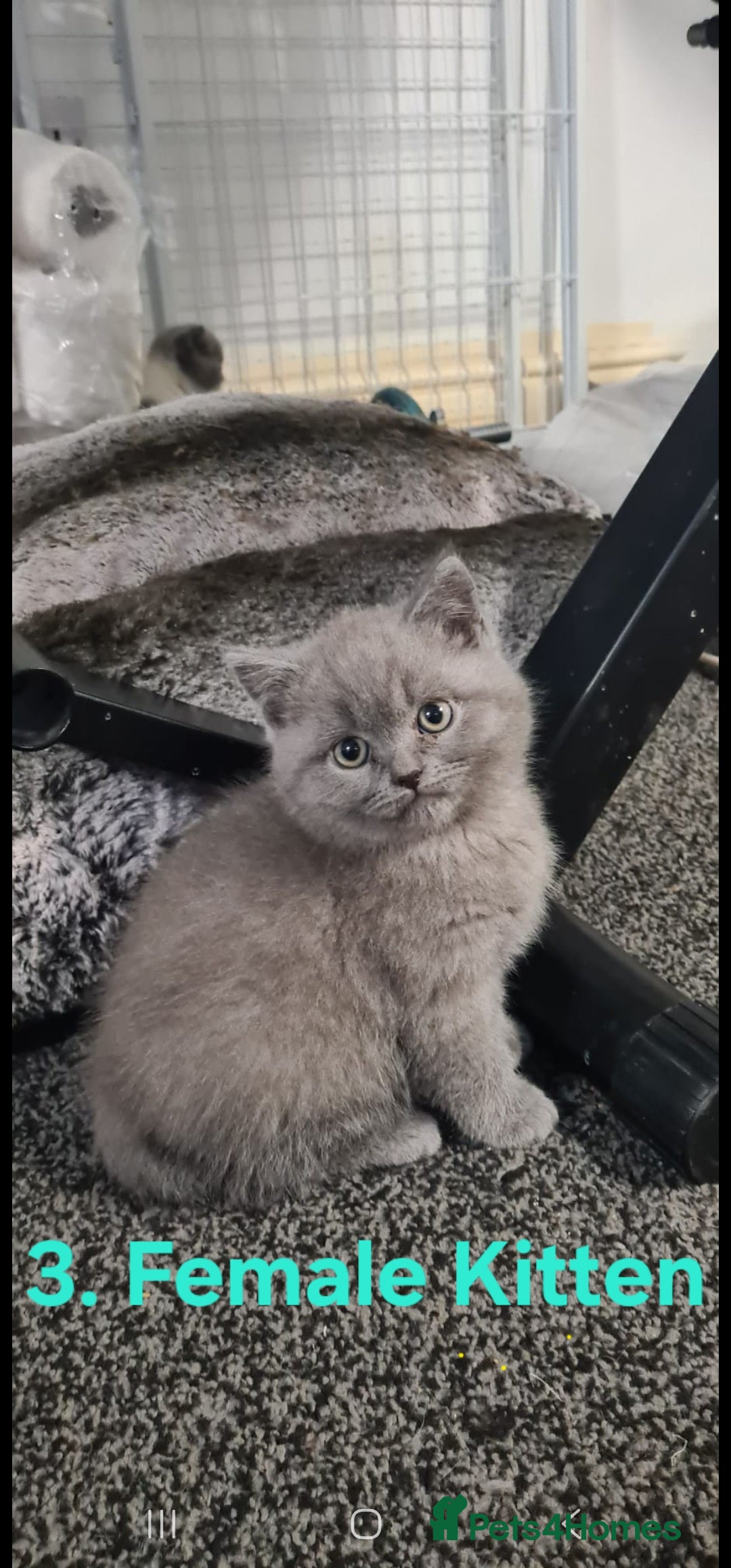 British Shorthair cats for sale: Stunning British Shorthair Kittens For Sale! - Advert 3
