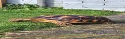 Tortoise reptiles for sale: Sulcata tortoise  in Blackwood - Advert 1
