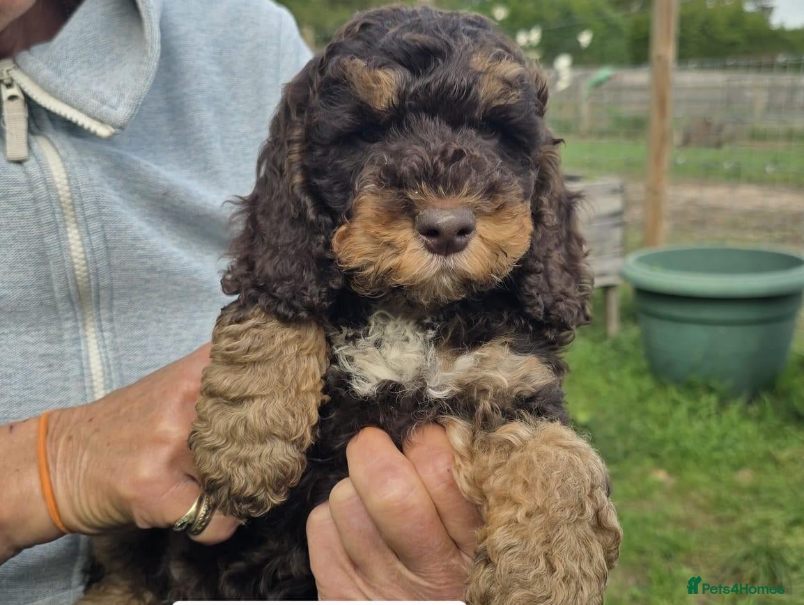 Cockapoo dogs Quality Cockapoo Puppies Homebred Domestic Licence - Advert 2