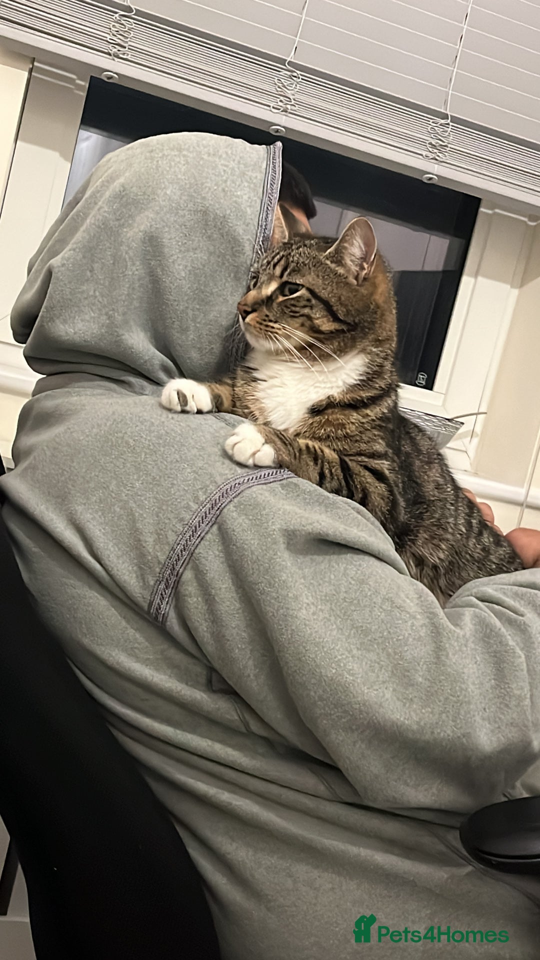 Mixed Breed cats for sale: Brown and white tabby cat - Image 2