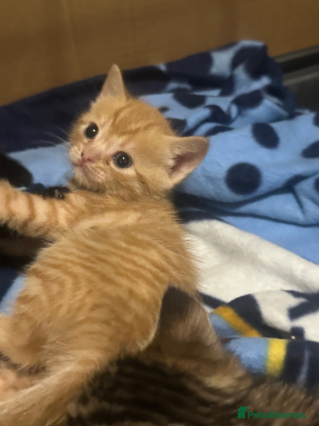 Mixed Breed cats for sale: 2 beautiful kittens for sale  - Image 4