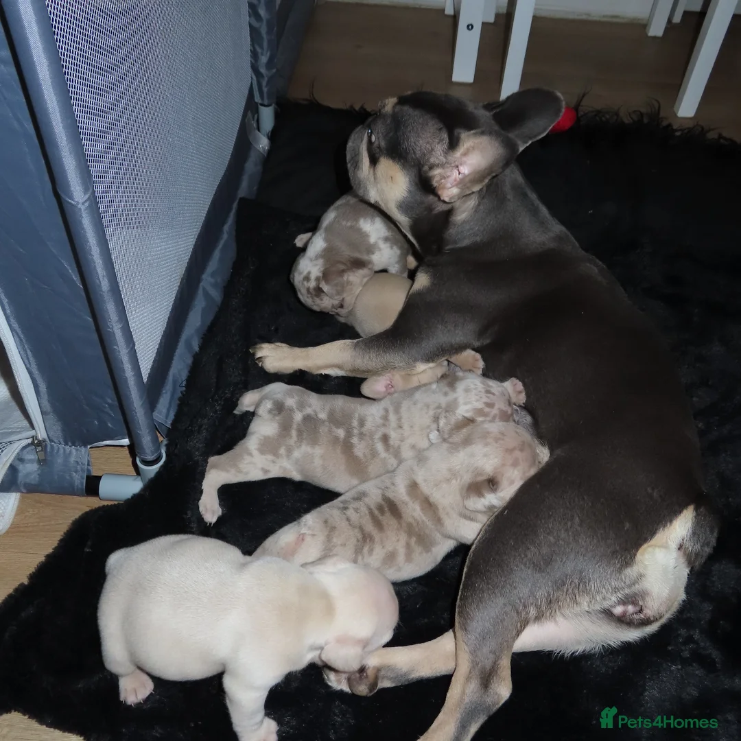 French Bulldog dogs for sale: French Bulldog Puppies Ready for Forever Home - Advert 7