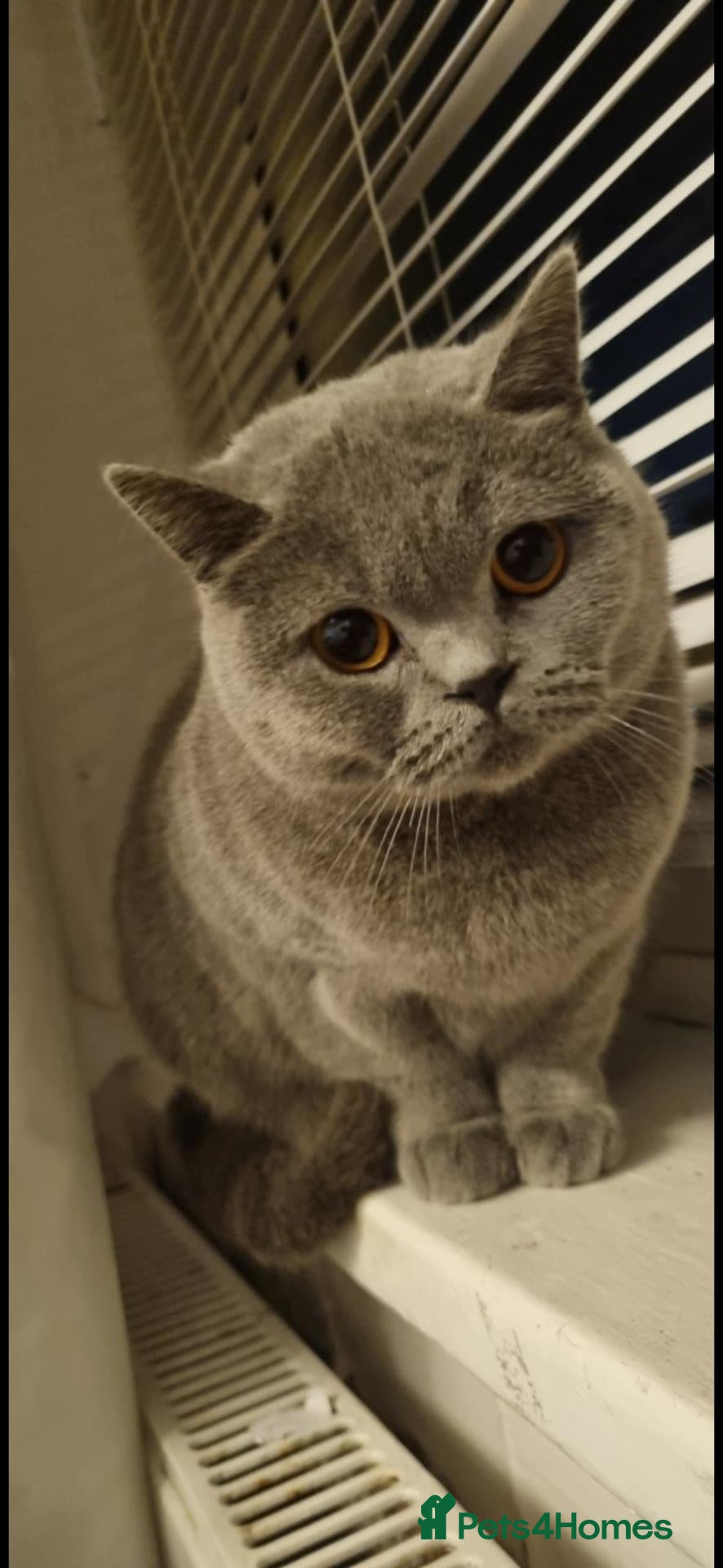 British Shorthair cats Adorable British Shorthair Kittens - Advert 10