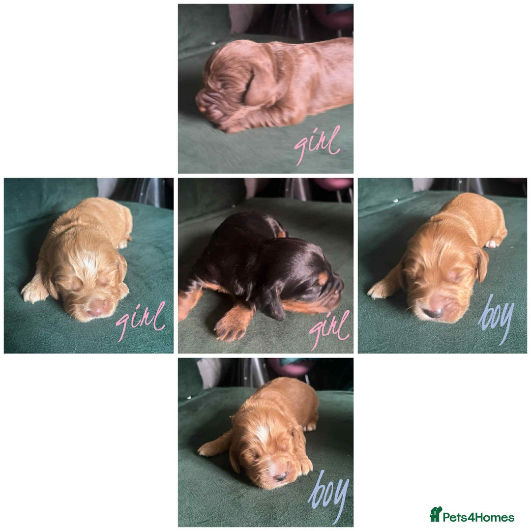 Cocker Spaniel dogs for sale: Working Cocker Spaniel Puppy’s  - Image 1