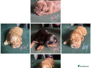 Cocker Spaniel dogs - Advert 11