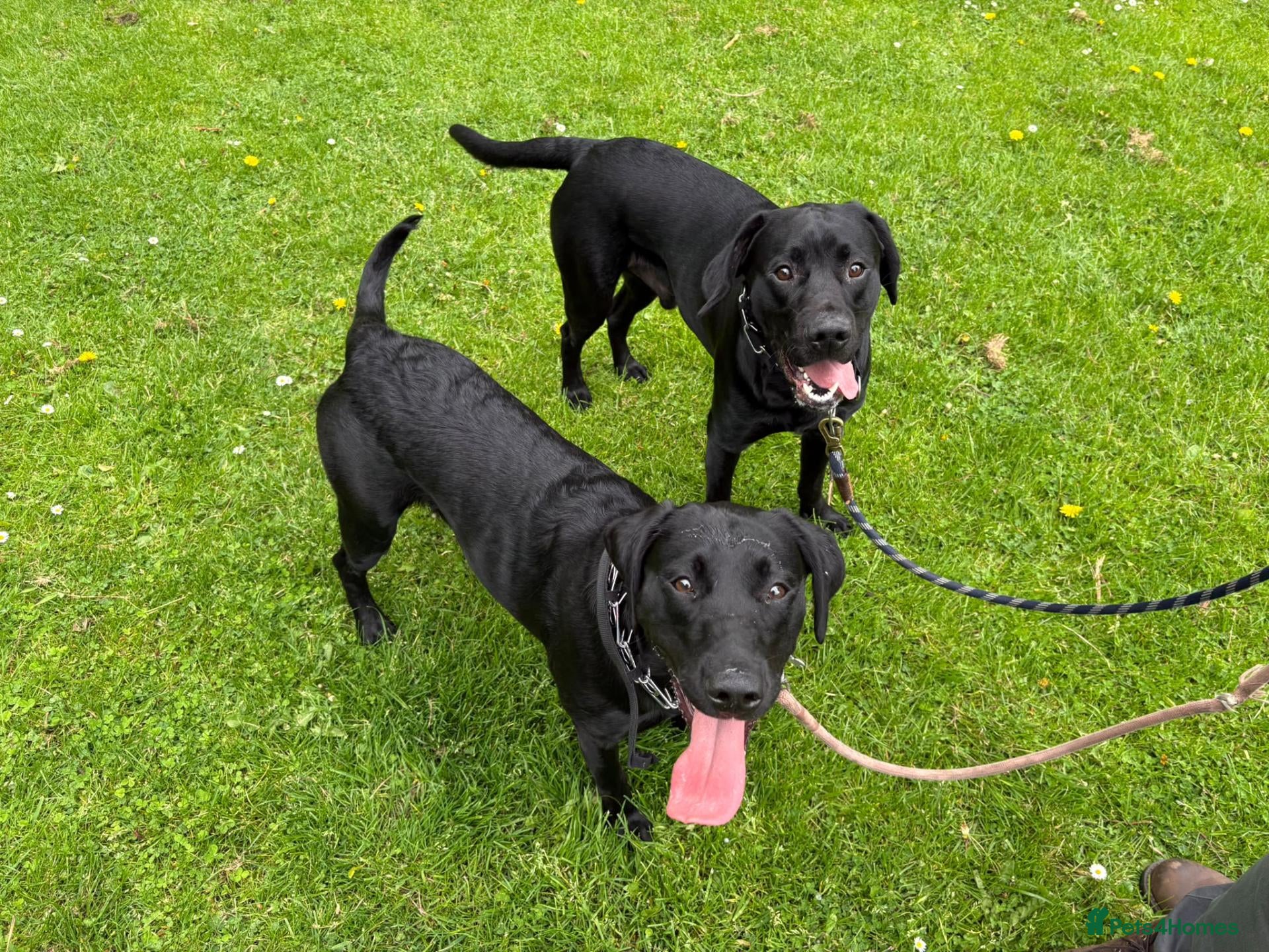 Labrador Retriever dogs Young KC Registered Labradors – Rehome Together - Advert 3