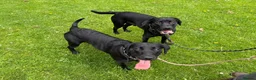 Labrador Retriever dogs for sale: Young KC Registered Labradors – Rehome Together in Edinburgh - Advert 1