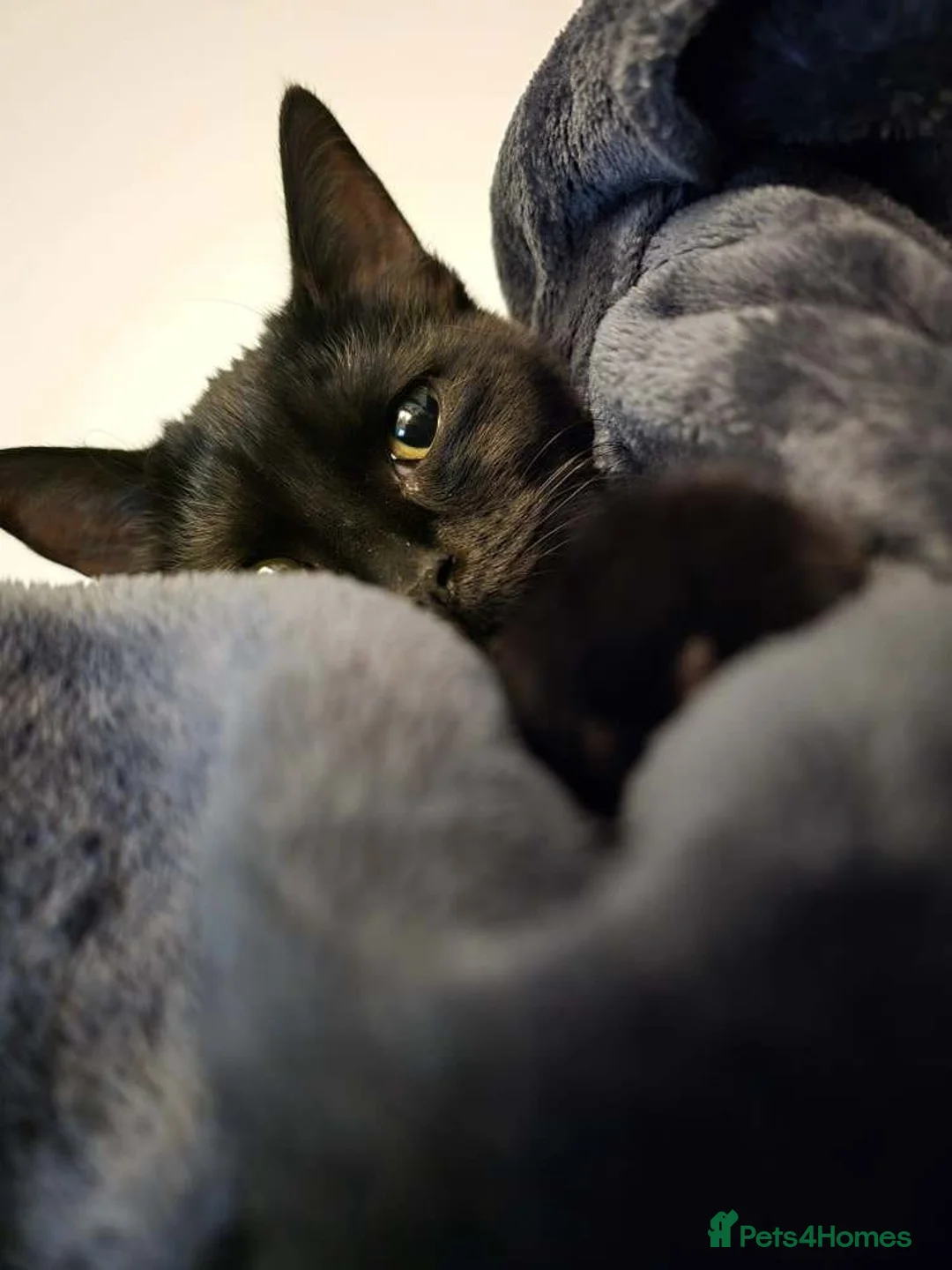 Mixed Breed cats for sale: Young male black cat for rehoming - Advert 5