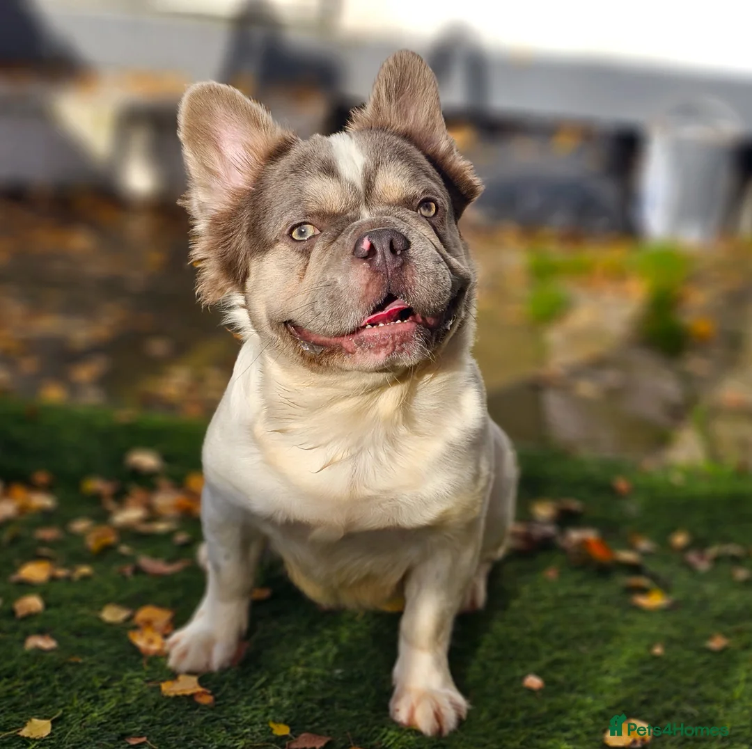 French Bulldog dogs for stud: Lilac & Tan Pied fluffy carrying testable choc in Motherwell - Advert 1