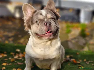 French Bulldog dogs Lilac & Tan Pied fluffy carrying testable choc - Advert 7