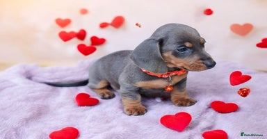 Dachshund dogs - Advert 2
