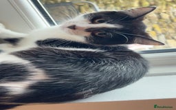 Mixed Breed cats for sale: Sprinkle (FREE) - Image 3