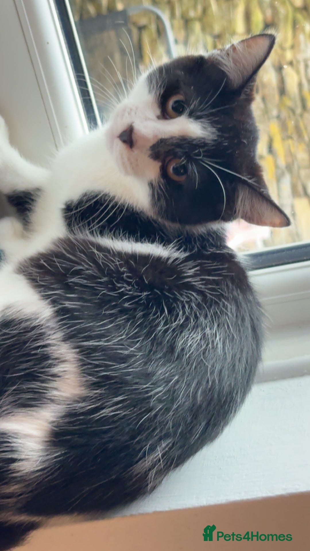 Mixed Breed cats for sale: Sprinkle (FREE) - Image 3