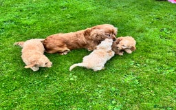 Cockapoo dogs for sale: TOY COCKAPOO PUPPIES  - Image 12