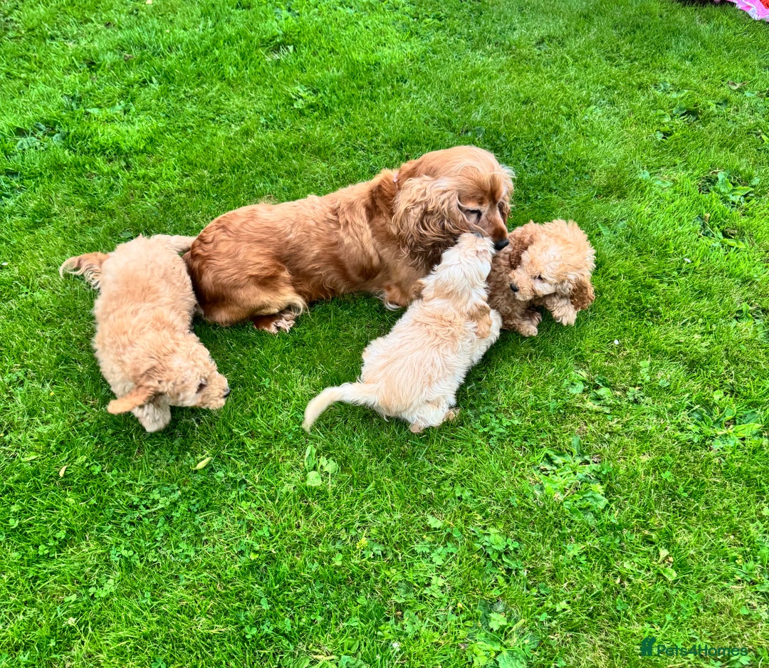 Cockapoo dogs for sale: TOY COCKAPOO PUPPIES  - Image 12