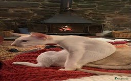 Siamese cats for sale: Blue tabby point and cinnamon tabby point boys - Image 4