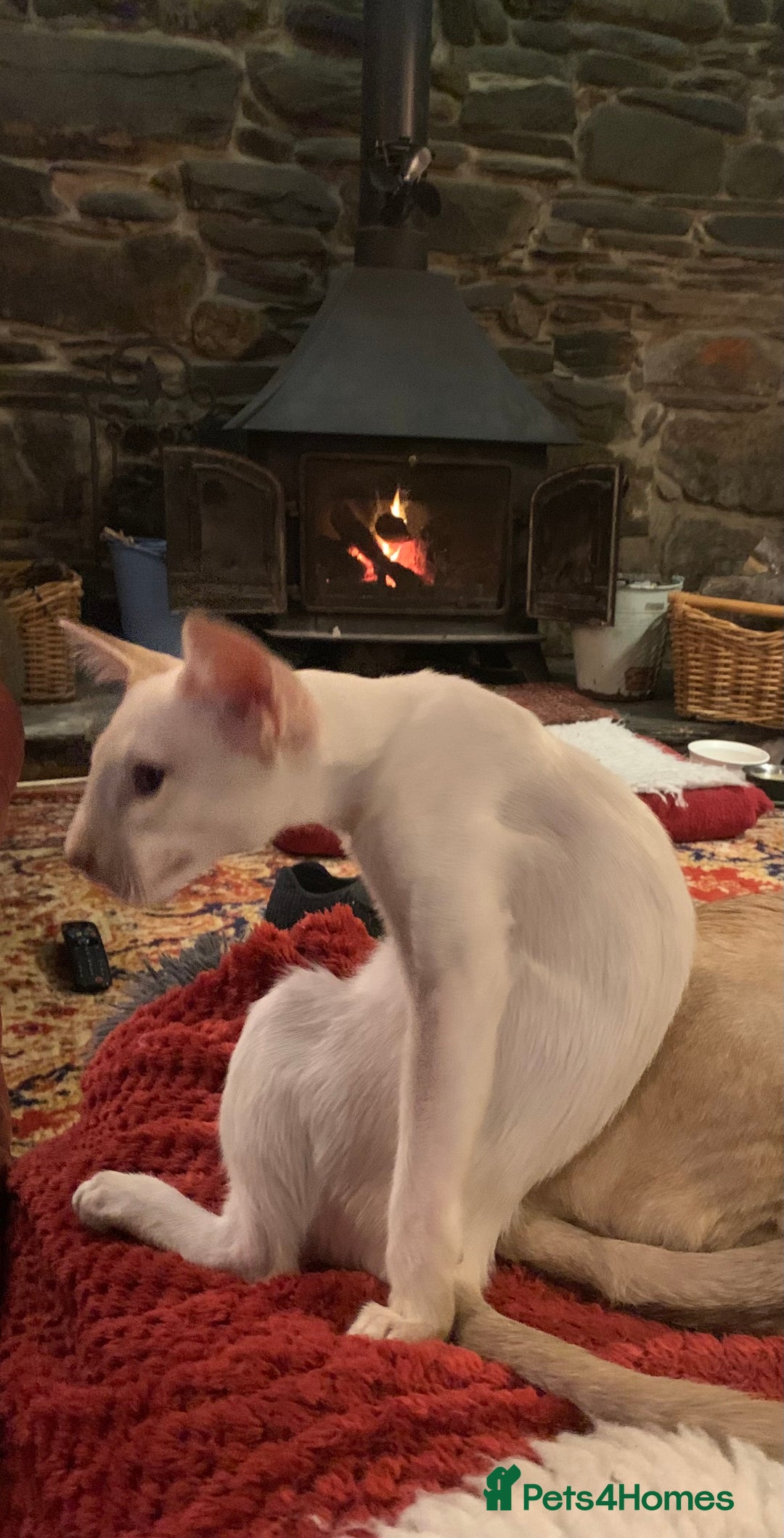 Siamese cats for sale: Blue tabby point and cinnamon tabby point boys - Image 4