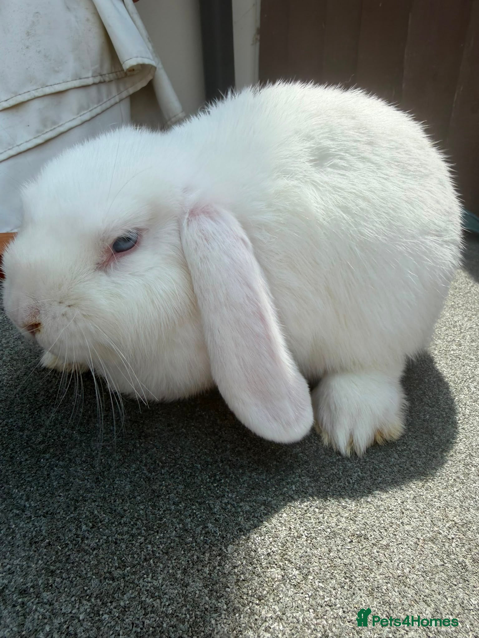 Mini Lop rabbits Purebred minilop bucks AVAILABLE NOW - Advert 2