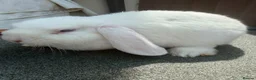 Mini Lop rabbits for sale: Purebred minilop bucks AVAILABLE NOW - Advert 2