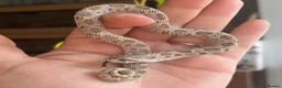 Snake reptiles for sale: Various Western Hognose Hatchlings - Advert 37