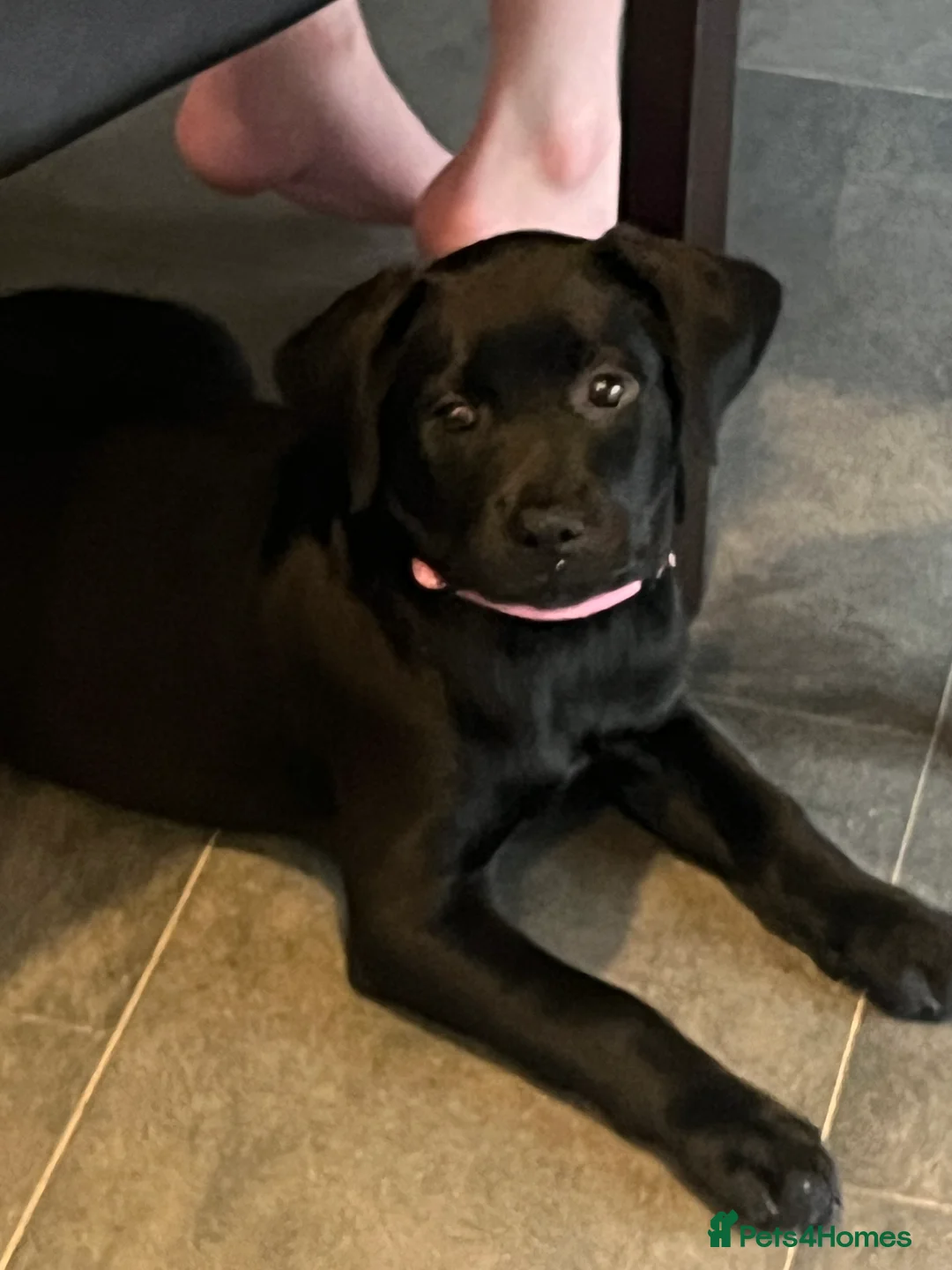 Labrador Retriever dogs for sale: Beautiful lab female  - Advert 11
