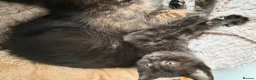 Mixed Breed cats for sale: 5 Adorable ragdoll cross kittens  in London - Advert 15