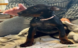 Mixed Breed dogs for sale: Laizhou Hong - Chinese Red Dog puppies - Image 22