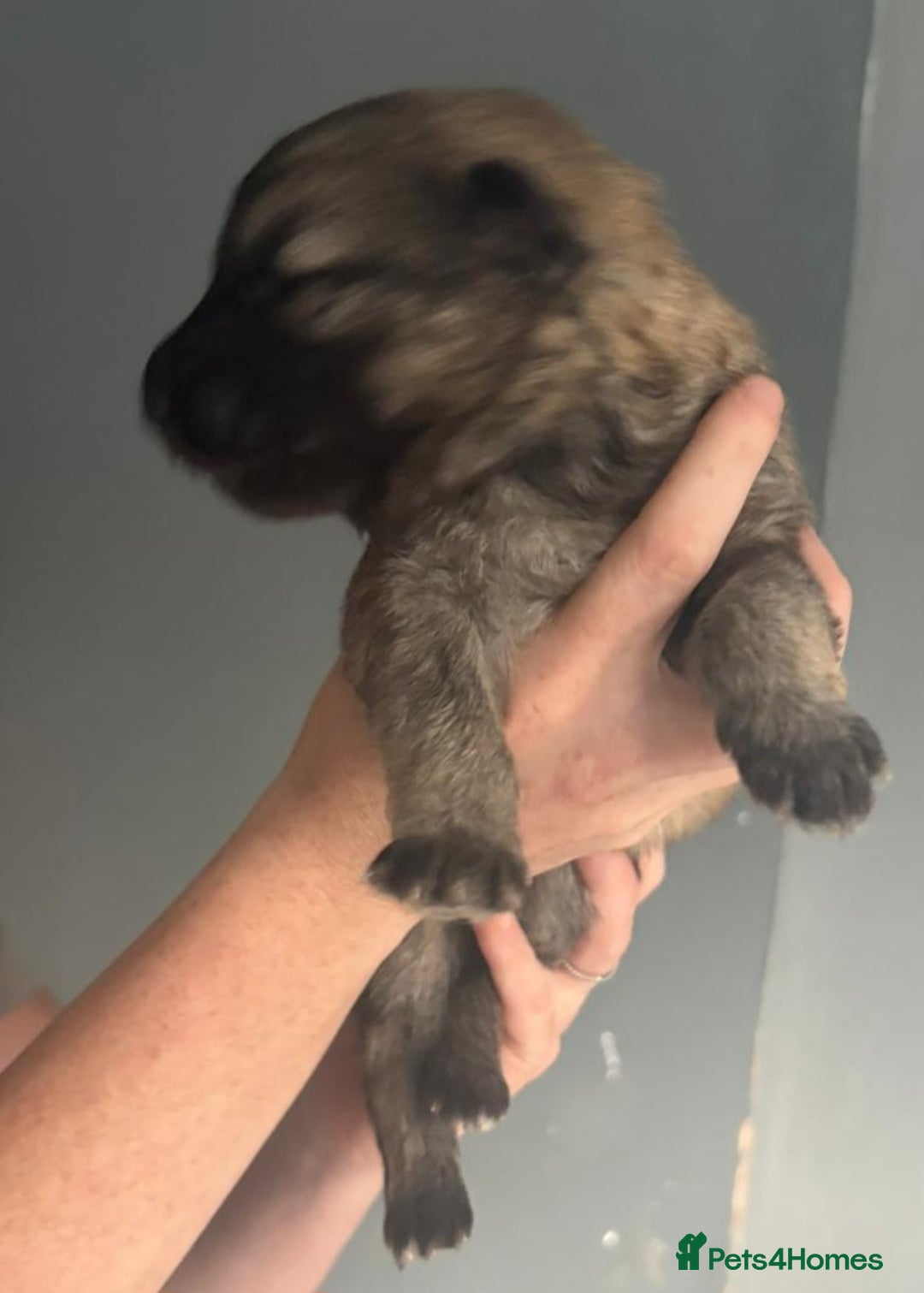 German Shepherd dogs for sale: German Shepherd pups - Image 5