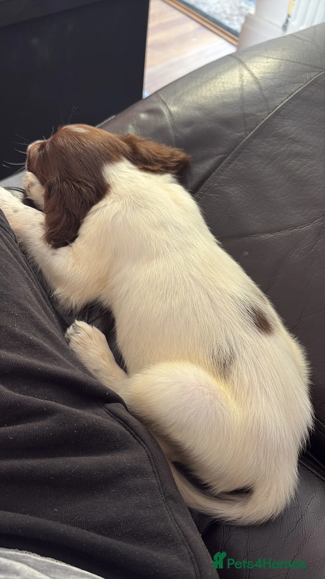 English Springer Spaniel dogs for sale: Springer Spaniel Pup looking for a loving home - Advert 6