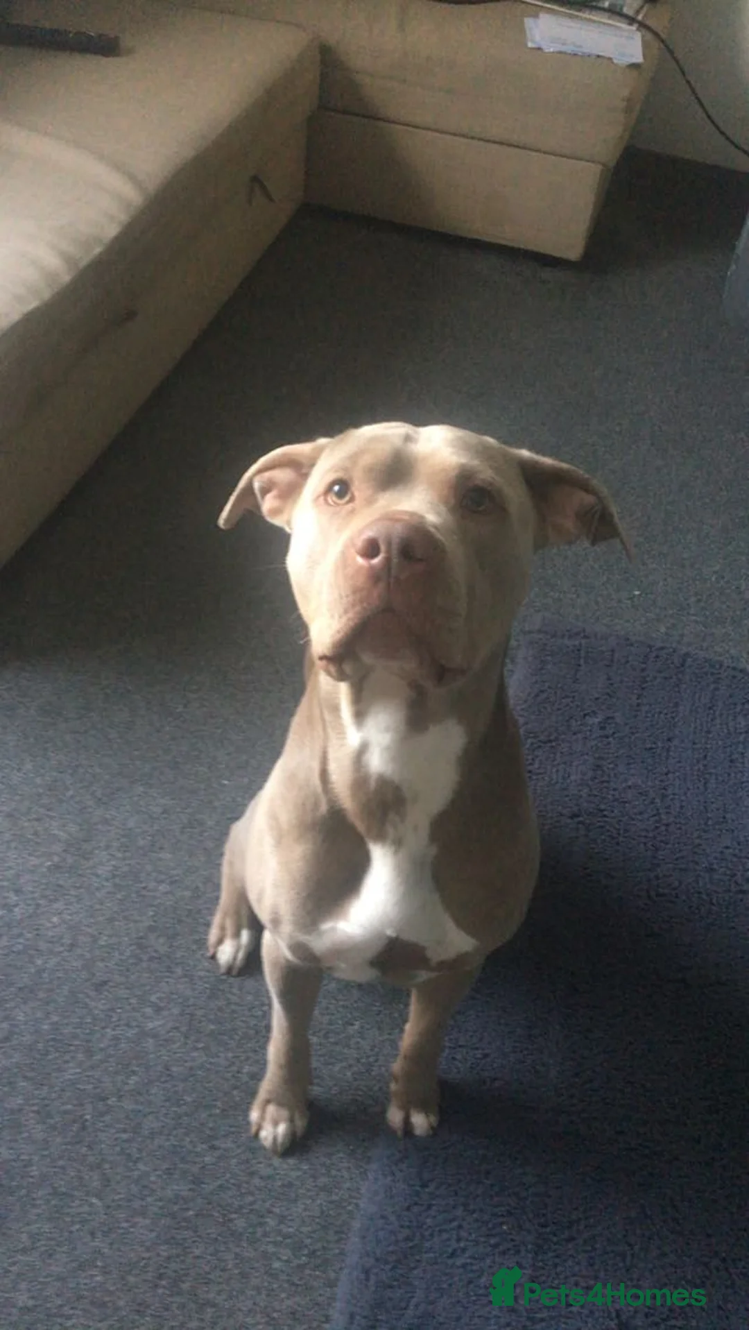 Staffordshire Bull Terrier dogs for sale: Urgent none refundable and no time wasters - Advert 2