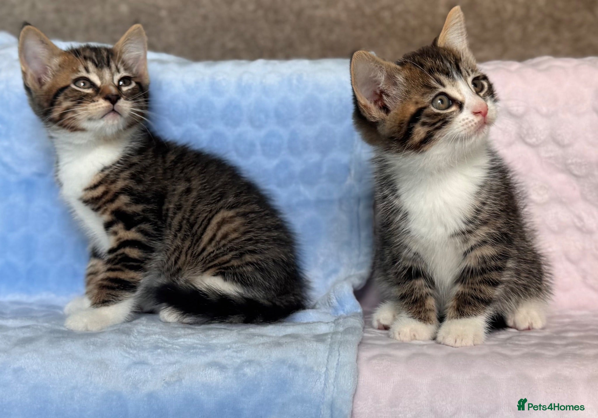 Mixed Breed cats BSH x Maine coon kittens (various prices) - Advert 2