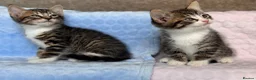 Mixed Breed cats for sale: BSH x Maine coon kittens (various prices) - Advert 2