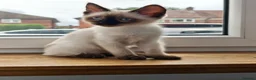 Siamese cats for sale: 🩷 REDUCED TO £450 last GIRL AVAILABLE 🌸🌸🌸 - Advert 2