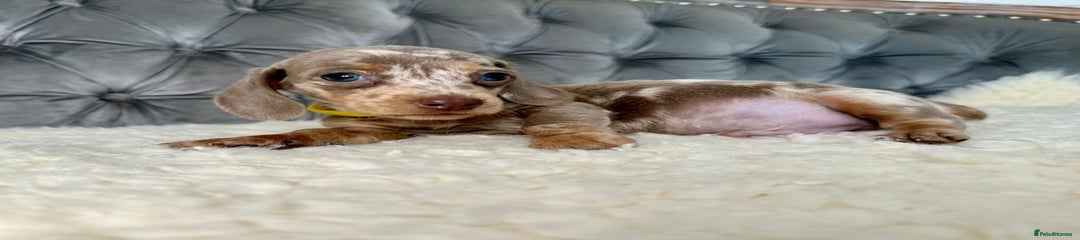 Miniature Dachshund Puppy 5