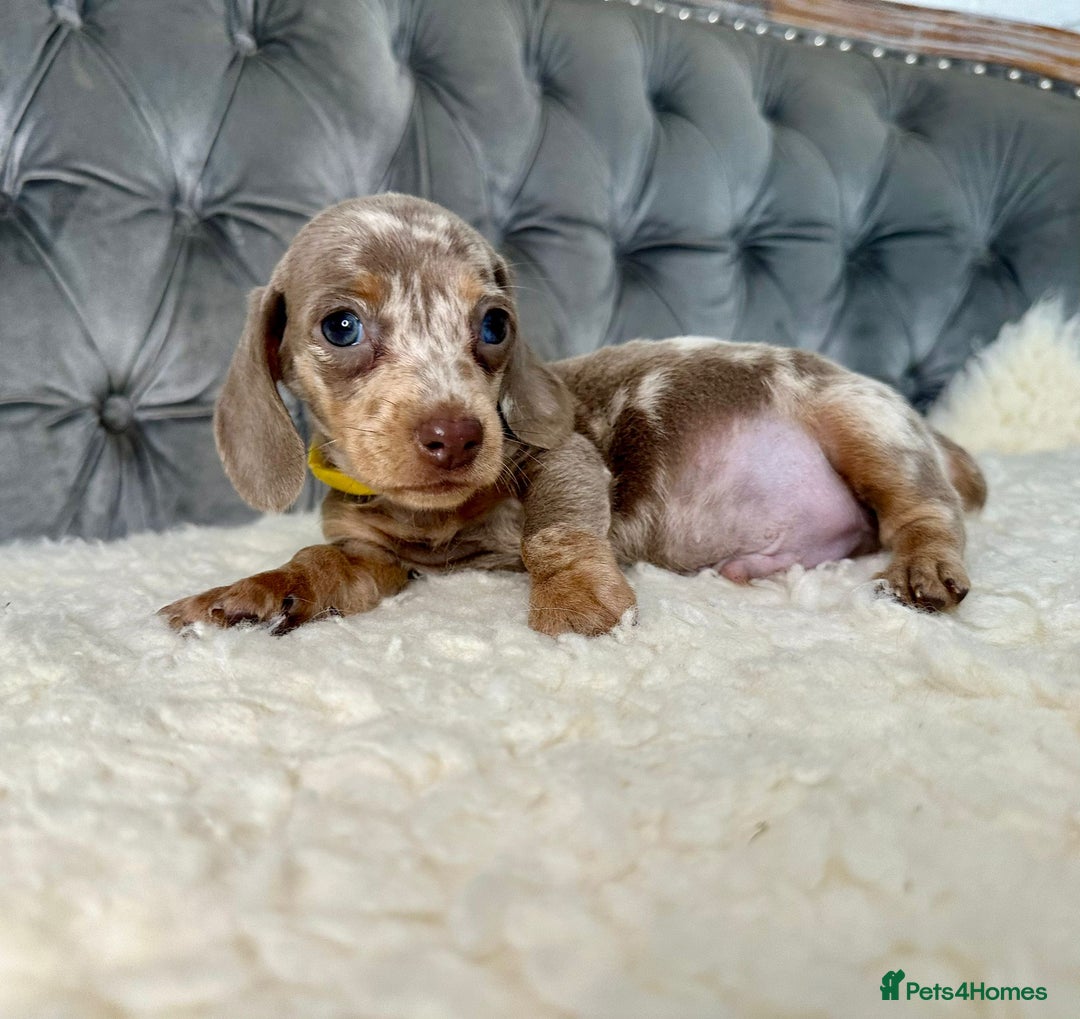 Miniature Dachshund dogs for sale: Miniature Dachshund Puppies ONE LEFT - Image 20
