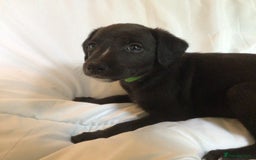 Mixed Breed dogs for sale: Bedlington x Whippet puppies - Image 4
