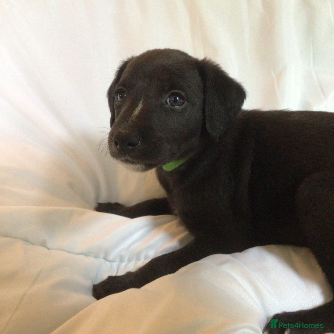 Mixed Breed dogs for sale: Bedlington x Whippet puppies - Image 4