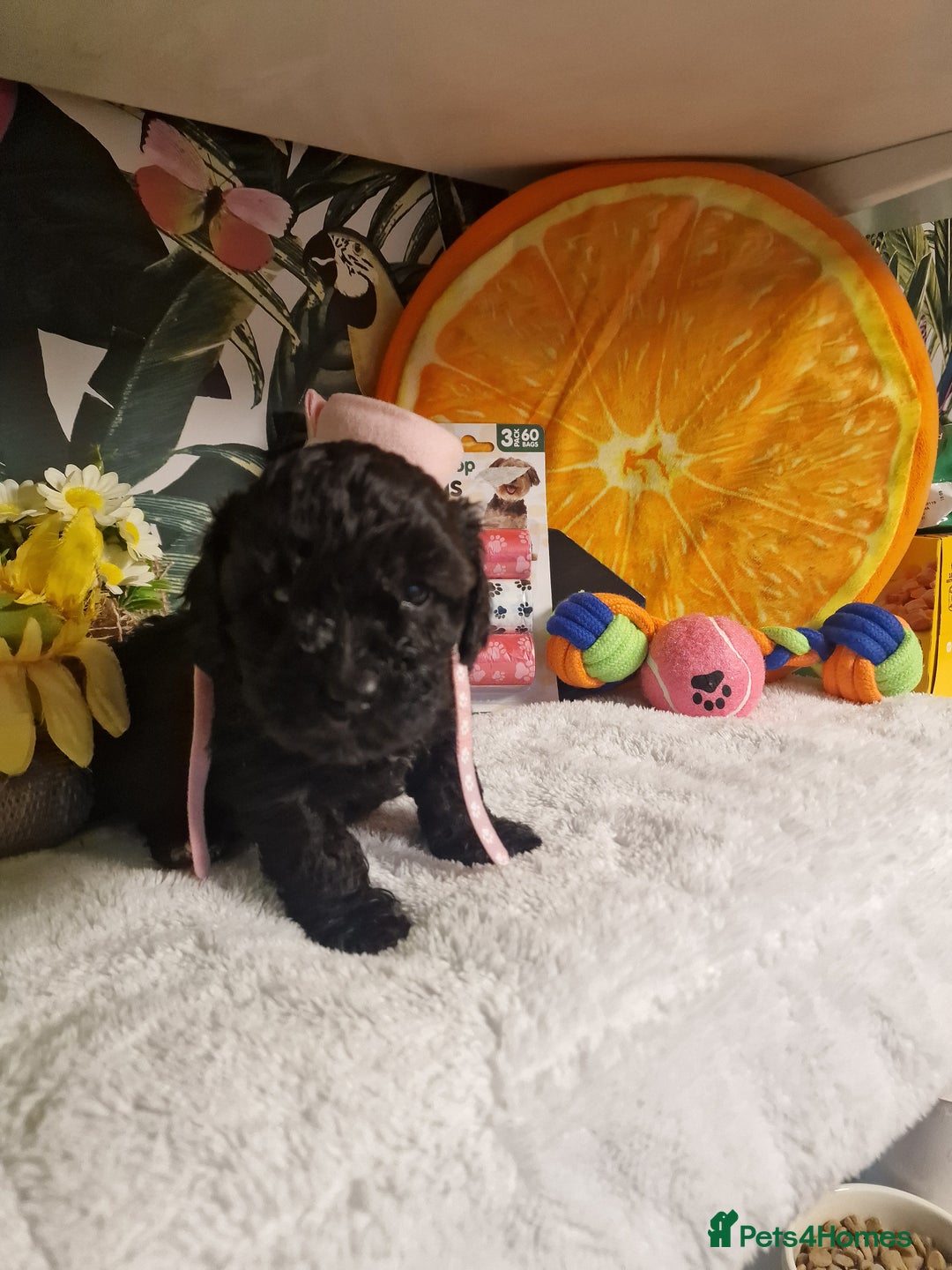 Maltipoo dogs for sale: Maltipoo  - Advert 5