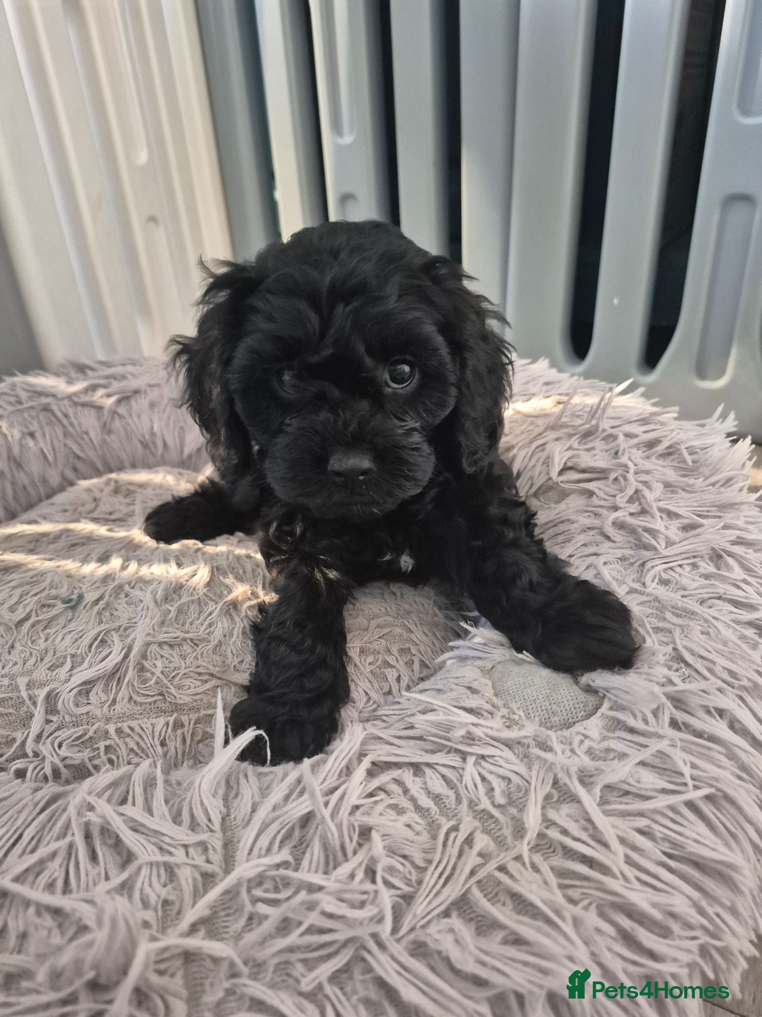 Cavapoo dogs Multigen cavapoos ONLY 1 AVAILABLE  - Advert 11