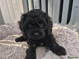 Cavapoo dogs Multigen cavapoos ONLY 1 AVAILABLE - Advert 11