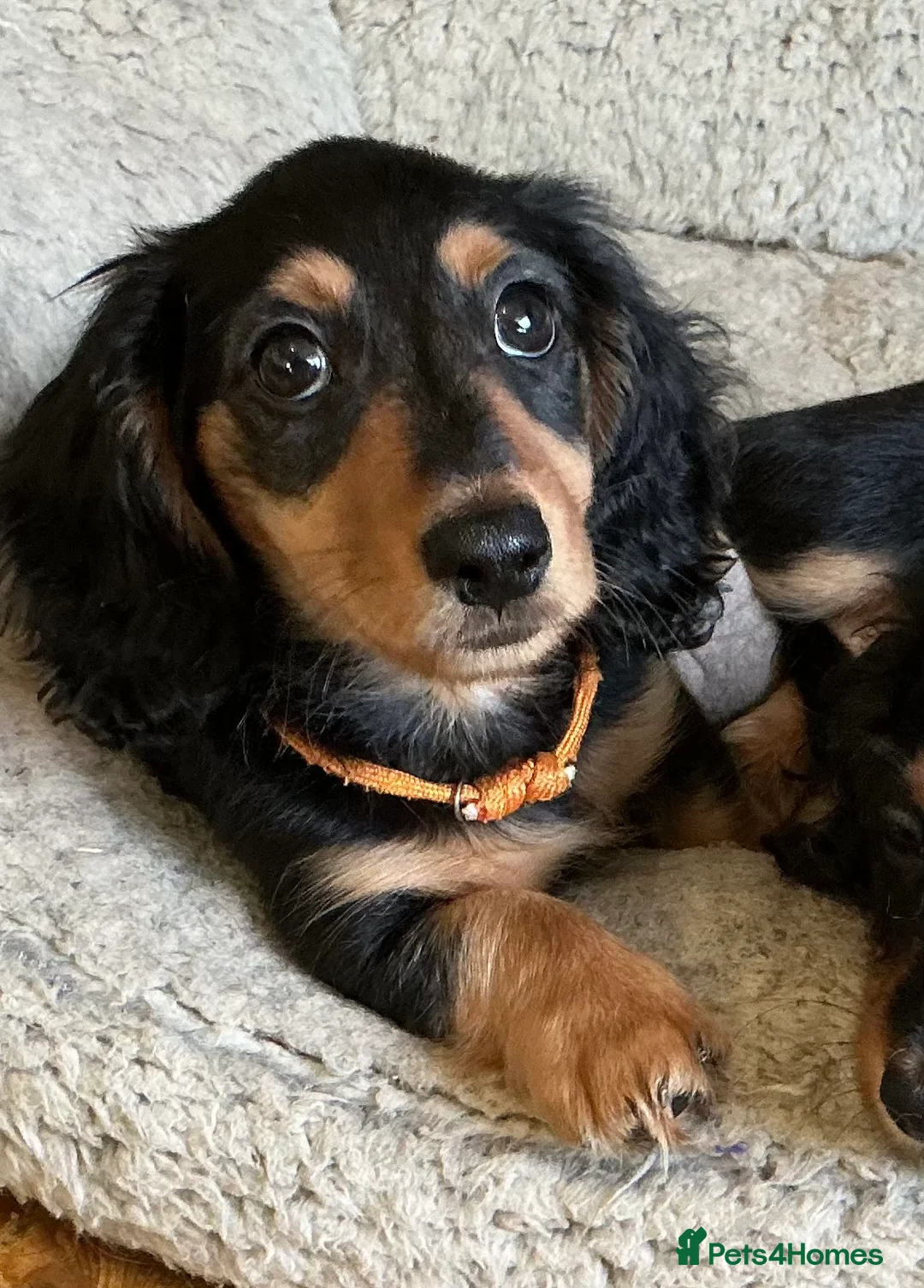 Miniature Dachshund dogs for sale: KC reg mini longhaired dachshund pups 1 girl2xboys - Advert 34