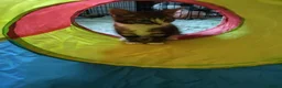 Mixed Breed cats for adoption: ❤️MARIO, LUIGI, PRINCESS PEACH & 💙DRIBBLE  - Advert 12
