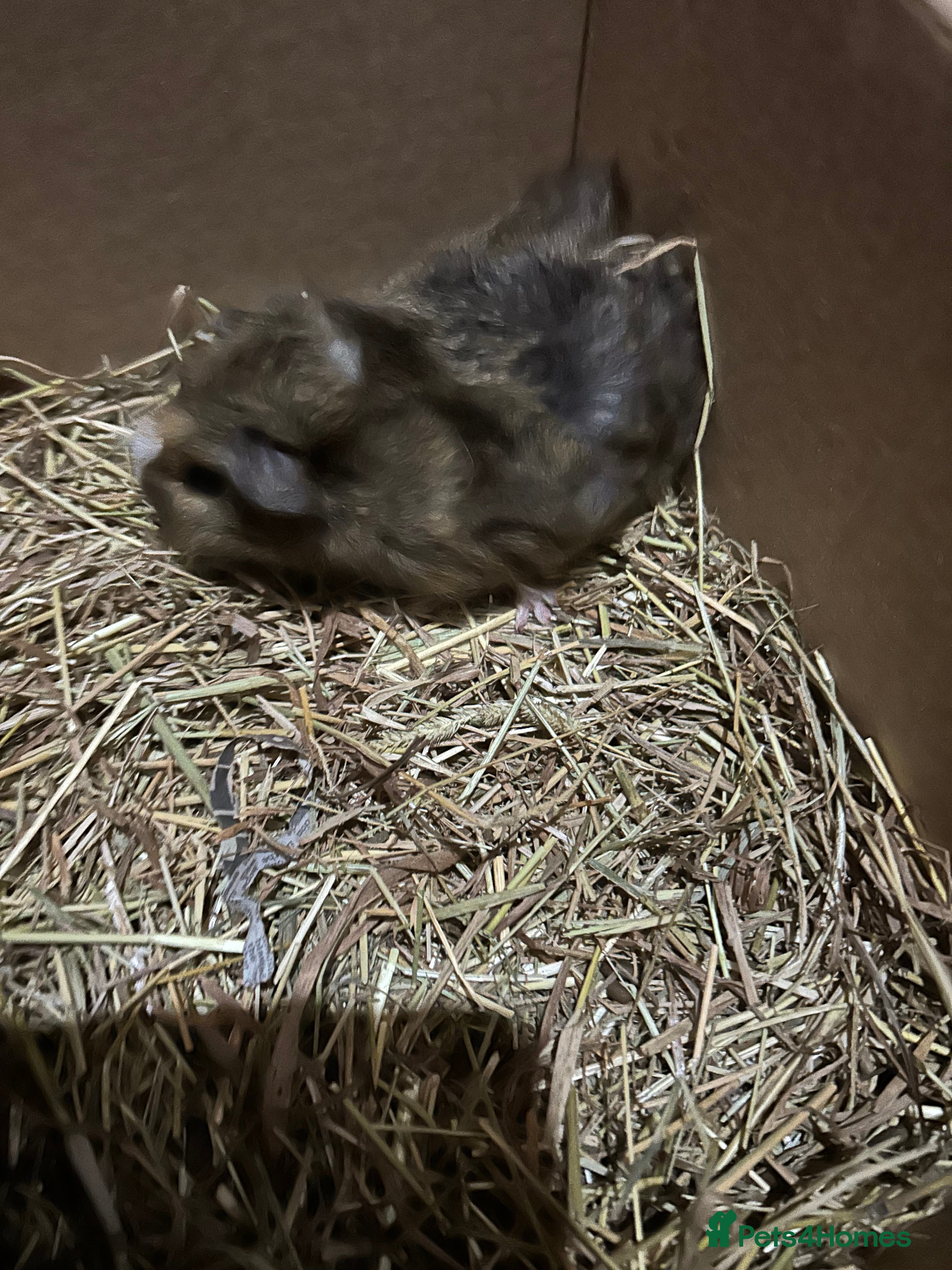 Guinea Pig rodents Baby Piggys for sale - Advert 10