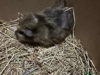Guinea Pig rodents Baby Piggys for sale - Advert 10