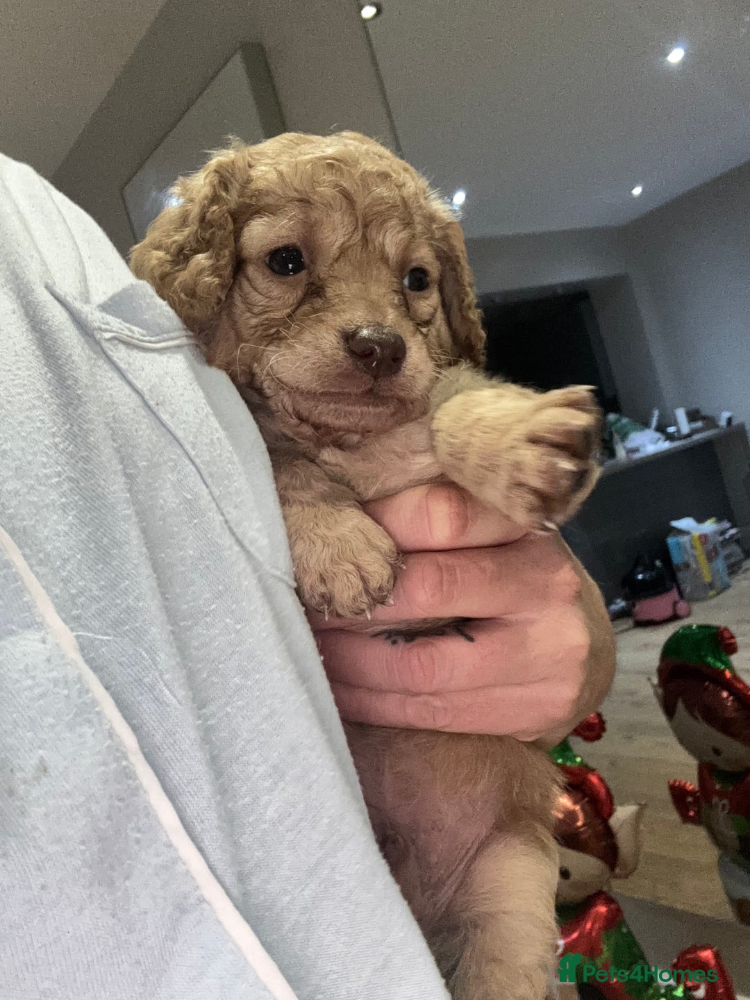 Cockapoo dogs for sale: 5 cockapoo puppies for sale 4 boys and 1 girl  - Advert 5