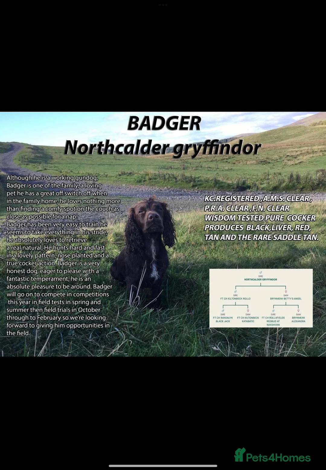 Cocker Spaniel dogs for stud: 100% Cocker spaniel proven stud - Advert 3