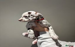 Dalmatian dogs for sale: 1 DALMATIAN LEFT READY NOW - Image 13