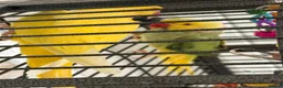 Parakeets birds for sale: Yellow Female and Green/Yellow Male Parrot - Advert 3
